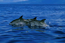 Atlantic spotted dolphins porpoising {Stenella frontalis} Azores, Portugal, North Atlantic  (Non-ex).