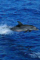 Atlantic spotted dolphin jumping {Stenella frontalis} Bahamas, Caribbean Sea  (Non-ex).