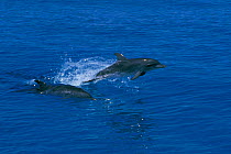 Atlantic spotted dolphins jumping {Stenella frontalis} Bahamas, Caribbean Sea  (Non-ex).