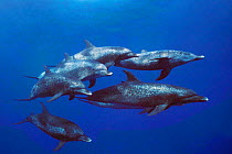 Atlantic spotted dolphins underwater {Stenella frontalis} Bahamas, Caribbean Sea  (Non-ex).