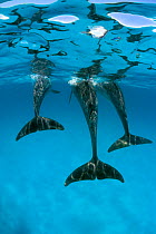 Atlantic spotted dolphins abstract underwater {Stenella frontalis} Bahamas, Caribbean Se  (Non-ex).