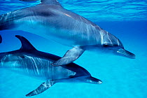 Atlantic spotted dolphins underwater {Stenella frontalis} Bahamas, Caribbean Sea ~(Non-ex).