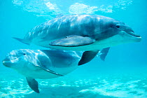 Two Bottlenose dolphins {Tursiops truncatus} Discovery Cove, Florida, USA Captive NOT  (Non-ex).