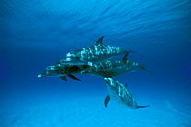 Atlantic spotted dolphins underwater {Stenella frontalis} Bahamas, Caribbean Sea  (Non-ex).