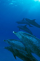 Atlantic spotted dolphins underwater {Stenella frontalis} Bahamas, Caribbean Sea, Atlantic  (Non-ex).