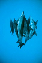 Atlantic spotted dolphins underwater {Stenella frontalis} Bahamas, Caribbean Sea, Atlantic  (Non-ex).
