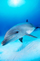 Bottlenose dolphin {Tursiops truncatus} Caribbean Sea - Spot  wild sociable  (Non-ex).