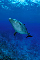Bottlenose dolphin {Tursiops truncatus} Caribbean Sea - Spot  wild sociable  (Non-ex).