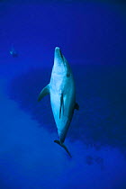 Bottlenose dolphin {Tursiops truncatus} Cayman Islands - Spot  wild sociable  (Non-ex).