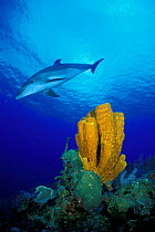 Bottlenose dolphin {Tursiops truncatus} Cayman Islands, Caribbean Sea  (Non-ex).