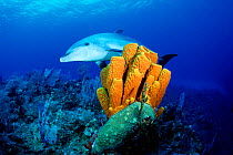 Bottlenose dolphin {Tursiops truncatus} Cayman Islands, Caribbean Sea ~(Non-ex).