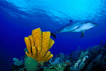 Bottle nosed dolphin {Tursiops truncatus} Cayman Islands, Caribbean Sea ~(Non-ex).