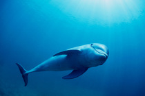 Bottlenose dolphin Captive {Tursiops truncatus} Honduras, Caribbean Sea  (Non-ex).