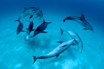 Atlantic spotted dolphins in mock combat {Stenella frontalis} Bahamas, Caribbean ~(Non-ex).