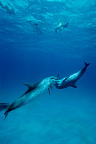 Atlantic spotted dolphins in mock combat {Stenella frontalis} Bahamas, Caribbean  (Non-ex).