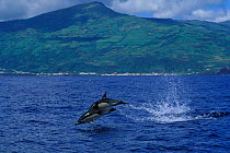 Short beaked common dolphins {Delphinus delphis} Pico Island, Azores, Atlantic  (Non-ex).