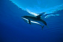 Atlantic spotted dolphins touching {Stenella frontalis} Bahamas, Caribbean Sea  (Non-ex).