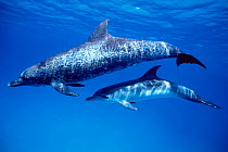Atlantic spotted dolphin and calf {Stenella frontalis} Bahamas, Caribbean Sea ~(Non-ex).