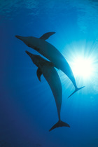Atlantic spotted dolphins {Stenella frontalis} Bahamas, Caribbean Sea ~(Non-ex).