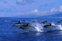 Striped dolphins travelling at speed {Stenella coeruleoalba} Azores, Atlantic  (Non-ex).