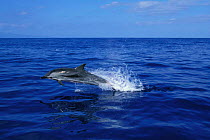 Striped dolphin travelling at speed {Stenella coeruleoalba} Azores, Atlantic  (Non-ex).