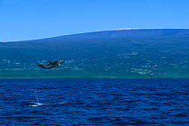 Pantropical spotted dolphin leaping high above surface {Stenella attenuata} Kona, Hawai  (Non-ex).