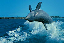 Wild sociable Bottlenose dolphin leaps in boat wake {Tursiops truncatus} Turks &  (Non-ex).
