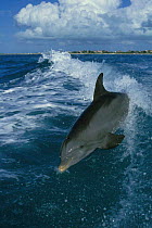 Wild sociable Bottle nosed dolphin leaps in boat wake {Tursiops truncatus} Turks & Caicos  (Non-ex).