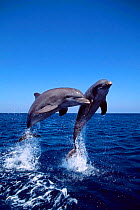 Two Bottlenose dolphins leaping above surface {Tursiops truncatus} Caribbean - captive  (Non-ex).
