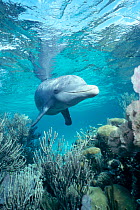 Wild sociable Bottlenose dolphin above coral reef {Tursiops truncatus} Belize -  (Non-ex).