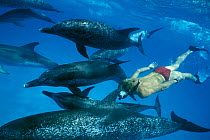 Man snorkeling with Atlantic spotted dolphins {Stenella frontalis} Bahamas ~(Non-ex).
