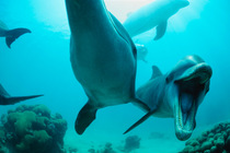 Bottlenose dolphin open mouth threat display {Tursiops truncatus} captive  (Non-ex).