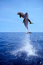 Bottlenose dolphins jumping high above surface {Tursiops truncatus} Bahamas Caribbean  (Non-ex).