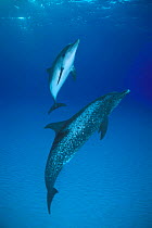 Atlantic spotted dolphin and calf {Stenella frontalis} Bahamas, Caribbean  (Non-ex).