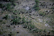 Buffalo herd {Syncerus caffer} with cattle egrets overhead. Okavango Delta, Botswana.
