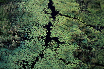 Aerial view of permanent river with day waterlily. Okavango Delta, Botswana,