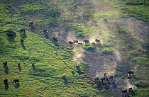 Aerial view of African elephant herd {Loxodonta africana}. Okavango delta, Botswana