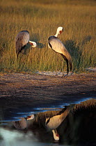 Wattled cranes preening {Bugeranus carunculatus}. Okavango Delta, Botswana