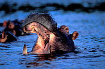 Hippopotamus yawning {Hippopotamus amphibius}. Moremi GR Okavango Delta, Btswn.