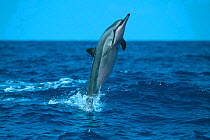 Spinner dolphin leaping {Stenella longirostris} Kona,  Hawaii, Pacific Ocean  (Non-ex).