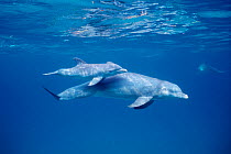 Bottlenose dolphin mother and calf {Tursiops truncatus} Bahamas, Caribbean Sea ~(Non-ex).