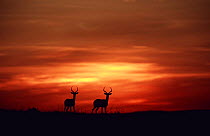 Two male Impala silhouetted against sunset sky {Aepyceros melampus} Laikipia, Kenya