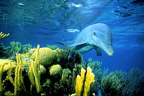 Sociable wild Bottlenose dolphin {Tursiops truncatus} Belize - Honey ~(Non-ex).