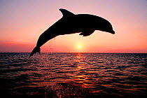 Bottlenose dolphin leaping at sunset {Tursiops truncatus} Caribbean Captive  (Non-ex).