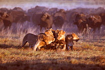 African lions {Panthera leo} feeding on Buffalo calf, Okavango delta, Botswana