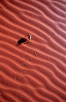 King cricket running across sand {Mimnermidae} Namib Naukluft Park, Namibia
