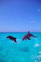 Two Atlantic Bottlenose dolphins leaping {Tursiops truncatus} Bahamas - captive  (Non-ex).