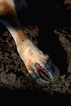 Close up of hoof of Boran cattle with foot and mouth disease. Kenya