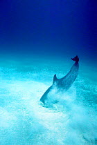 Atlantic Bottlenose dolphin crater feeding in sand {Tursiops truncatus} Bahamas Caribbean Sea  (Non-ex).