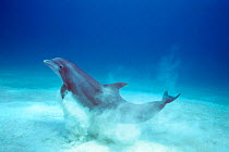 Atlantic Bottlenose dolphin emerges from sand after crater feeding {Tursiops truncatus} ~(Non-ex).